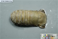 藏品(詹姆士深水虱)的圖片